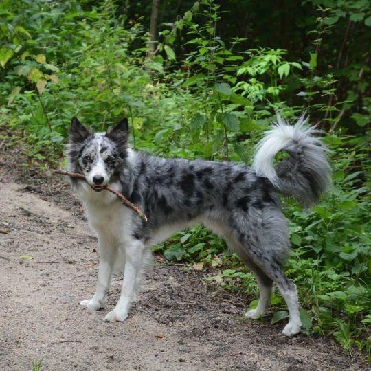 Border collie, pies pracujący Border collie, pies pracujący